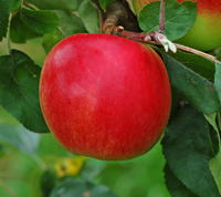 Redfree æble